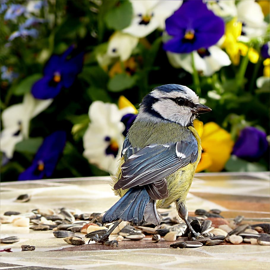 bird, tit, blue tit, young, cyanistes caeruleus, foraging, garden HD wallpaper