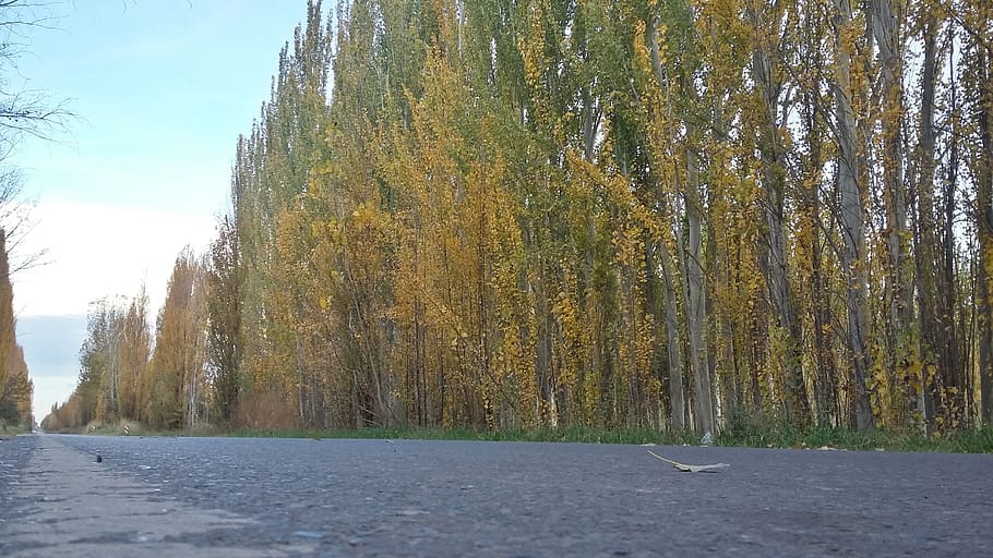 path, alamos, trees, autumn, plant, beauty in nature, tranquility HD wallpaper