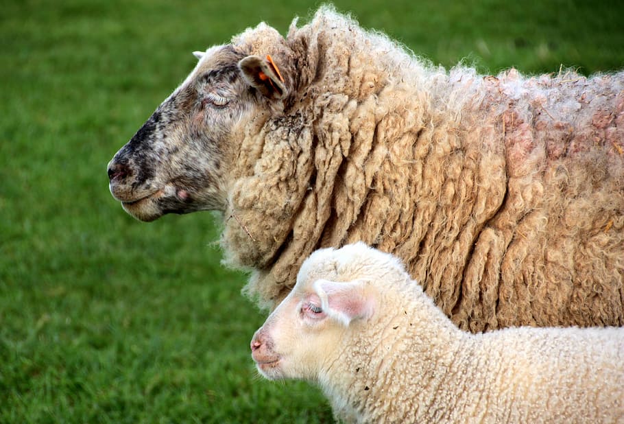 sheep, dam, lamb, white, schäfchen, animals, spring, sweet HD wallpaper