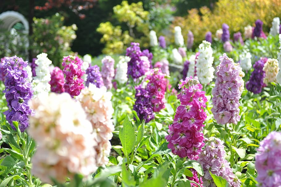 wild flower, spring, garden, nature, purple, plant, summer HD wallpaper