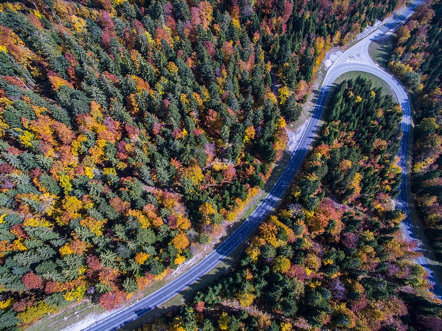 aerial view photography of road in between trees, aerial photo of yellow, orange, pink, and green trees HD wallpaper