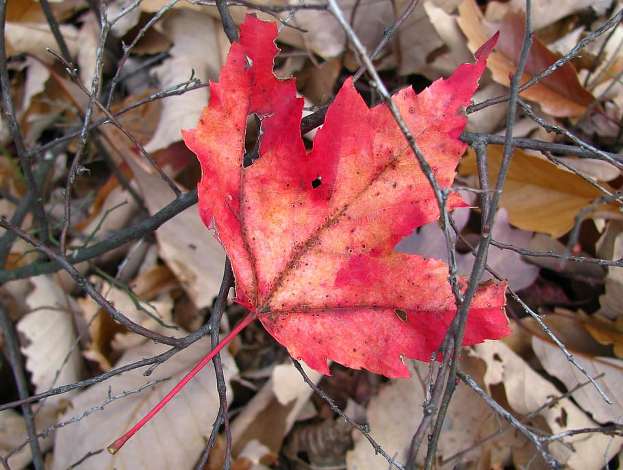red, leaf, autumn, maple, forest, ground, plant part, change HD wallpaper