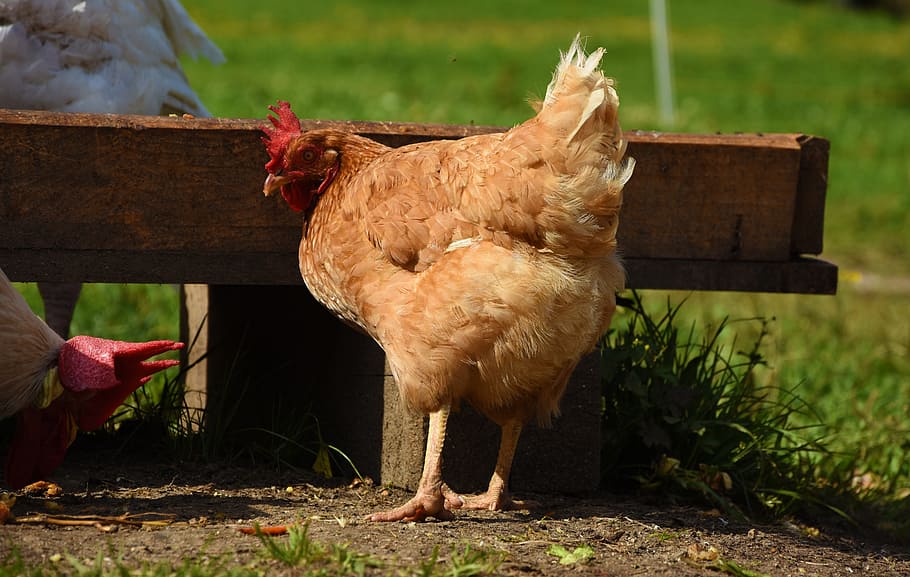 Free download | HD wallpaper: brown hen chicken on soil, hens, animal ...