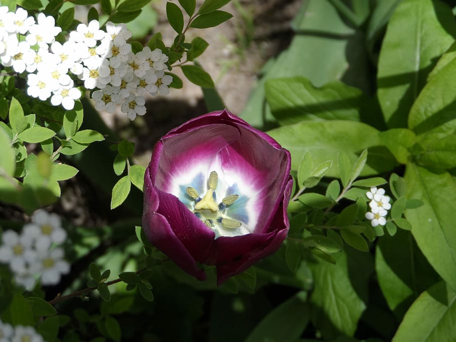 Tulip, Violet, Purple, filled, bright, blossom, bloom, flower, HD wallpaper