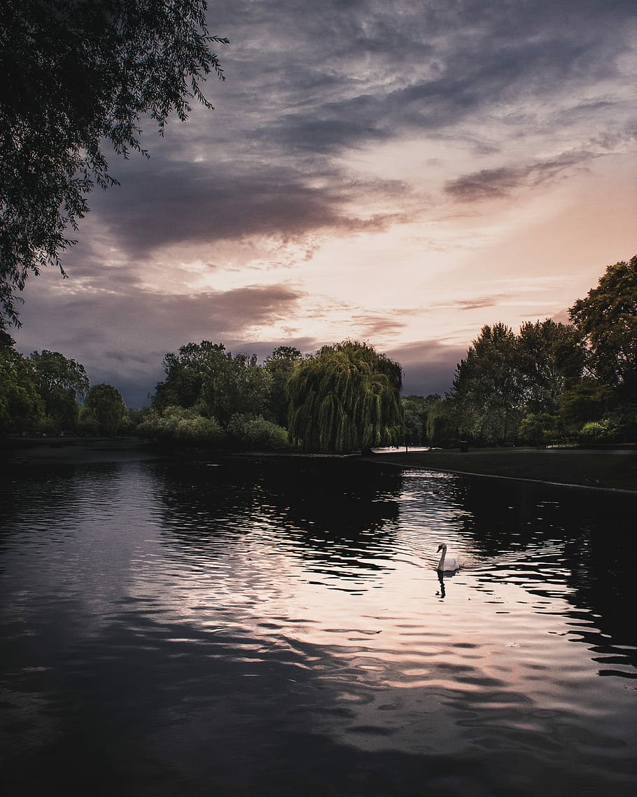 swan on body of water surrounded by trees under cloudy sky, flamingo on body of water near green trees during golden hour HD wallpaper