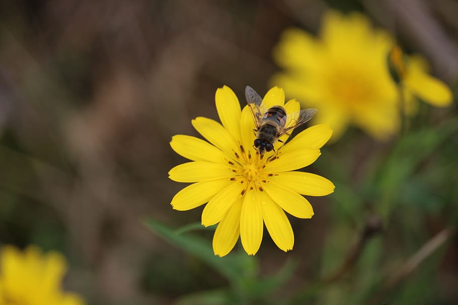 bee, flower, yellow, close, insect, plant, nature, blossom HD wallpaper