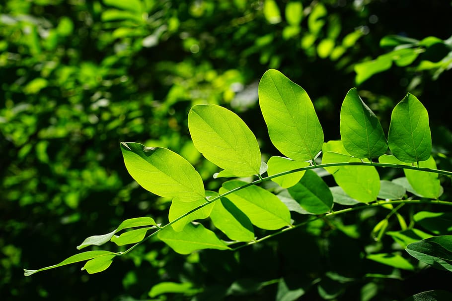 selective focus photography of green leaf plants, leaves, common maple HD wallpaper