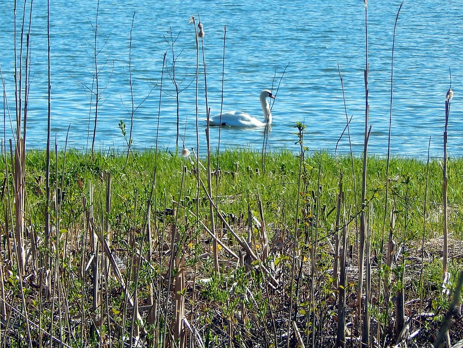 espoo, swan, bird, plant, water, animal themes, vertebrate HD wallpaper