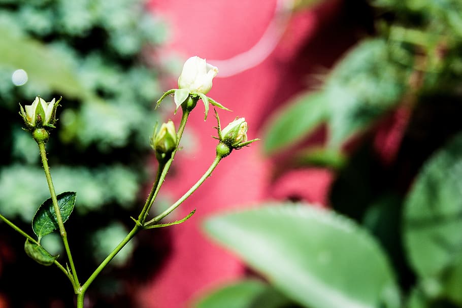 button, plant, flower, green, flowerpot, flowers, botany, nature HD wallpaper