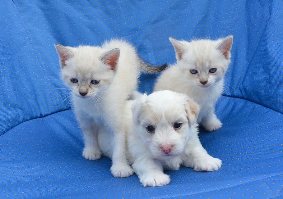 puppy, cats, dogs kittens, dog cat, tenderness, complicity, HD wallpaper