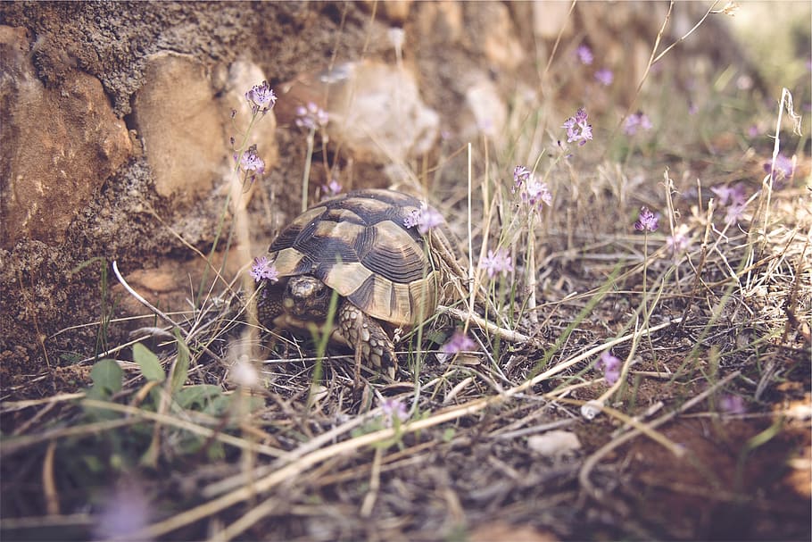 turtle, shell, animal, plant, land, nature, selective focus HD wallpaper