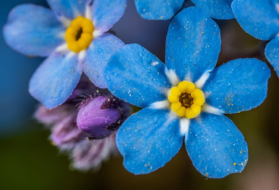macro, flower, nature, petals, flowering plant, flower head HD wallpaper