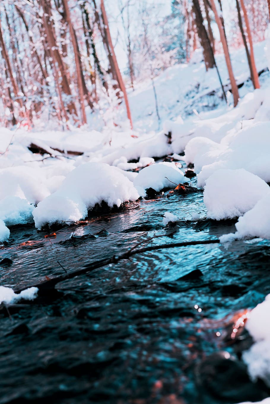 White Snow Photography, cold, daylight, forest, zing, frost, frosty HD wallpaper