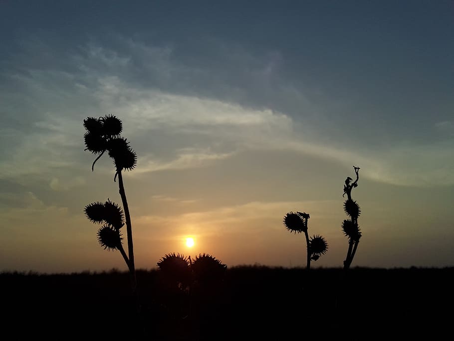 sunset, nature, evening, sky, plant, silhouette, beauty in nature HD wallpaper