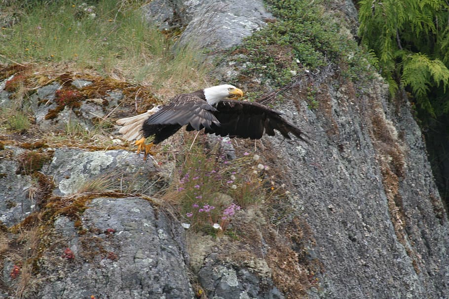 eagle, flight, nature, bird, parking, zoo, bird show, animals in the wild HD wallpaper