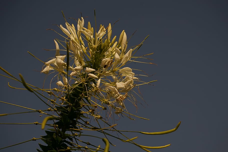 flower, blossom, bloom, close, white, sky, plant, growth, nature HD wallpaper