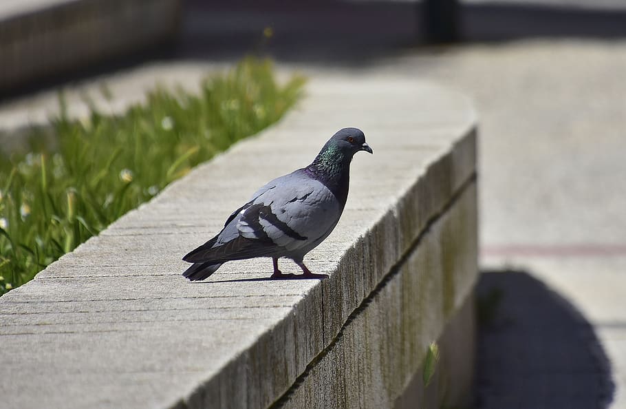 columbidae, birds, outdoors, animal wildlife, vertebrate, animal themes, HD wallpaper