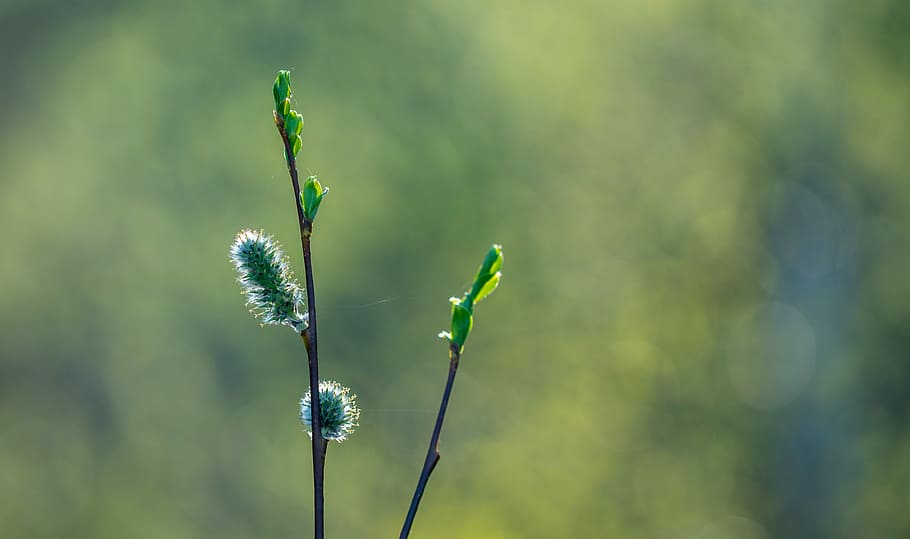 kidney, macro, spring, nature, plant, growth, focus on foreground HD wallpaper