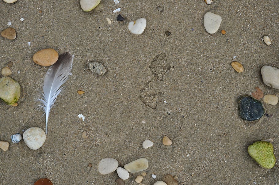 sand, footprints, seagull, beach, ocean, nature, bird, shore HD wallpaper