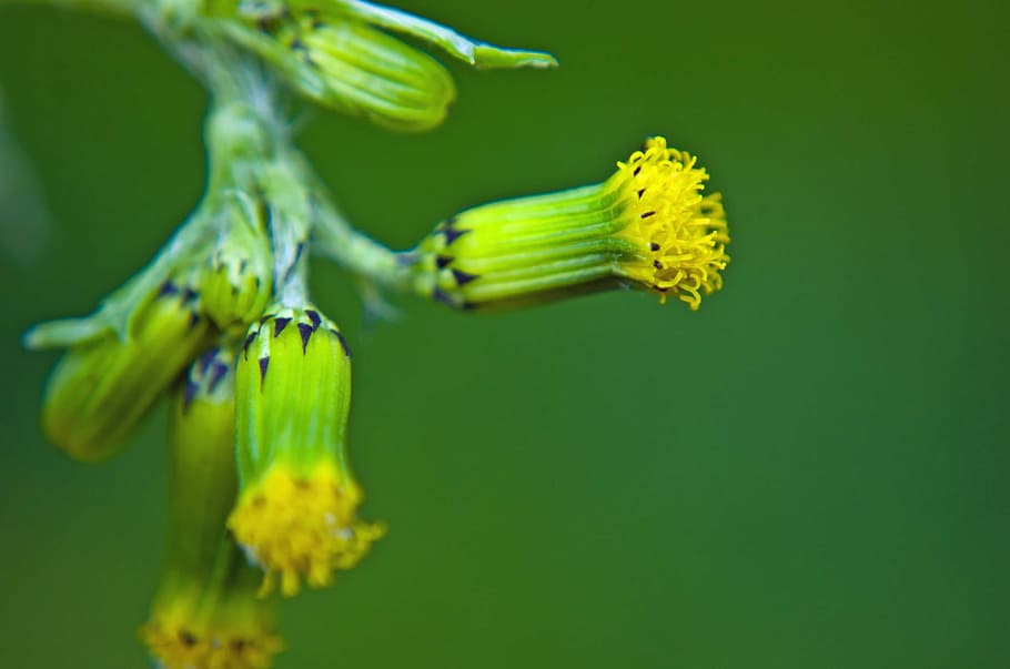 flower, spring, season, macro, background, nature, leaves, yellow HD wallpaper