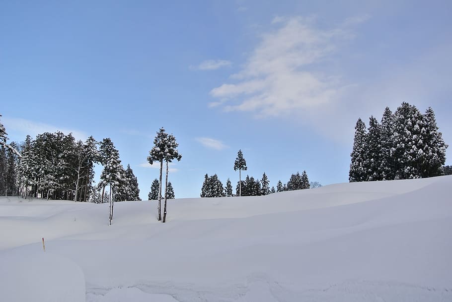 Snow, Mountain, Winter, Landscape, evergreen, frost, north, HD wallpaper