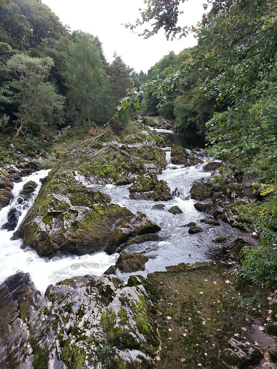 River, Creek, Water, Moss, Rapids, landscape, wilderness, scenery HD wallpaper