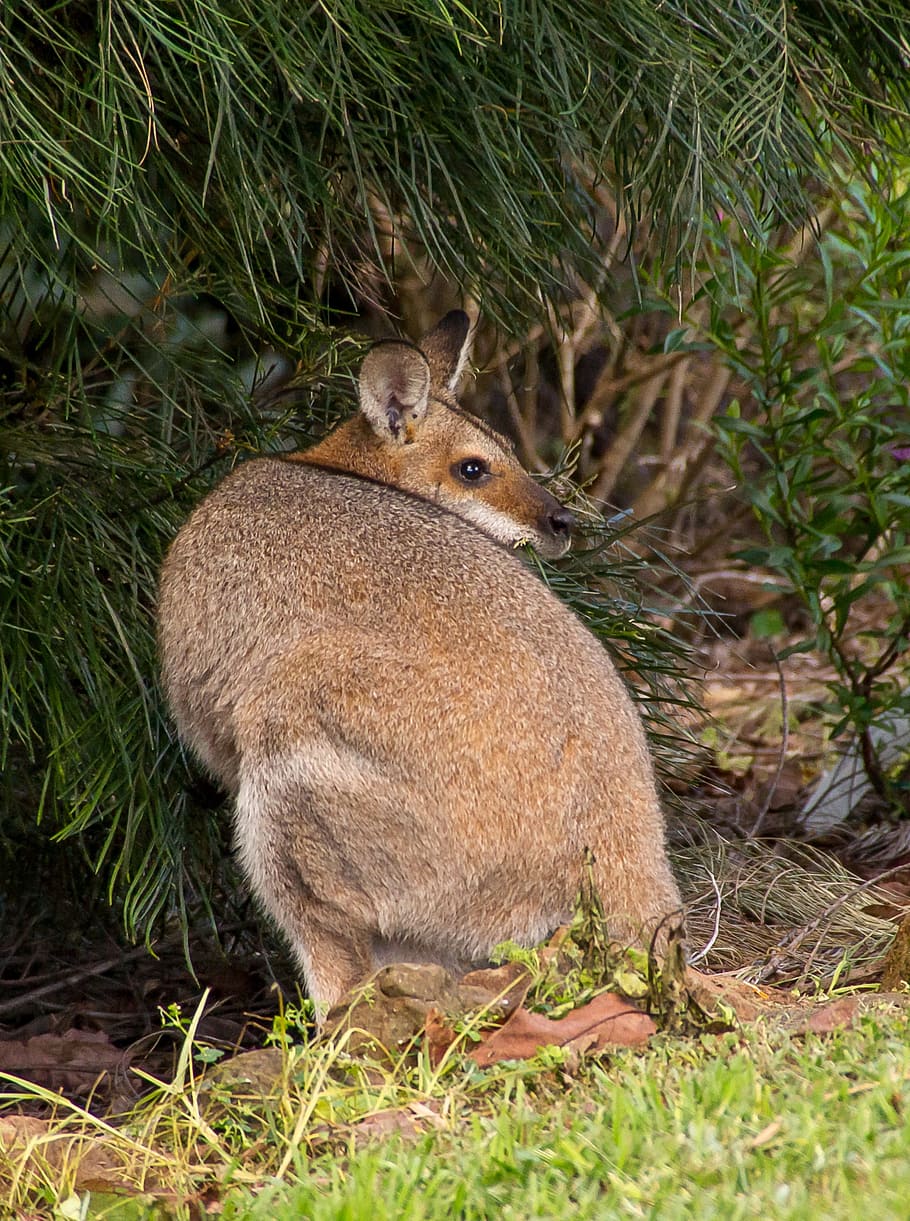 Rednecked Wallaby, Female, watching, australia, queensland, HD wallpaper