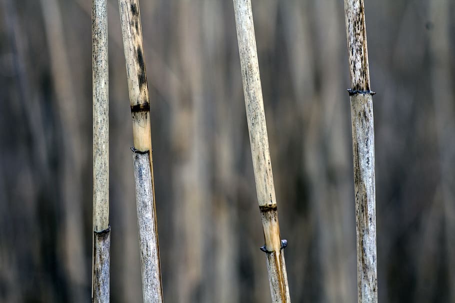 macro, reed, close, grass, dry, halm, nature, close-up, no people HD wallpaper