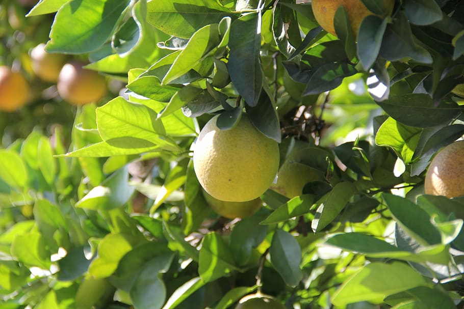 orange, tree, fruit, green, nature, vegetable, leaf, plant part HD wallpaper