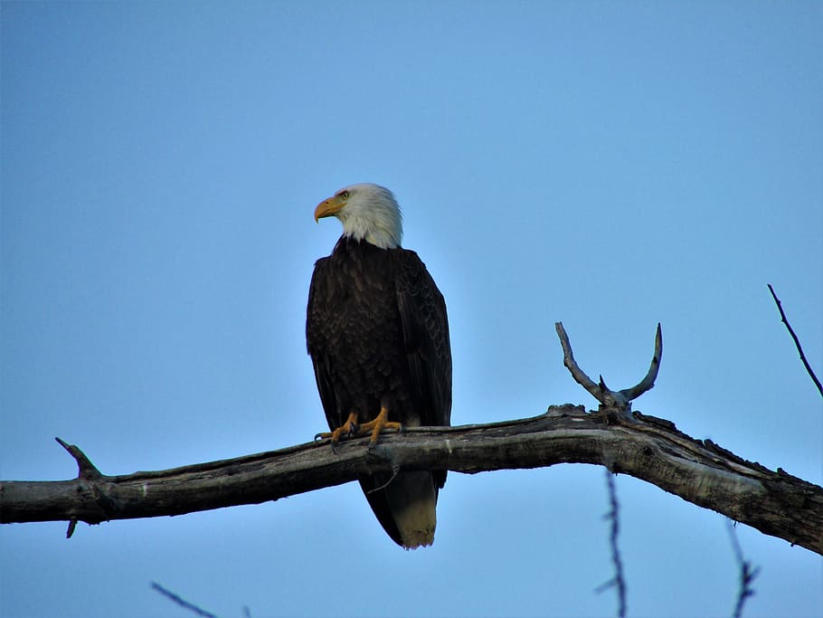 bald eagle, tree, branch, bird, sky, blue, refuge, nature, summer HD wallpaper