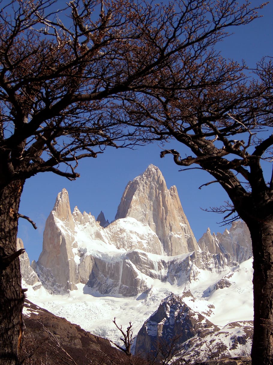 1284x2778px Free Download Hd Wallpaper Two Brown Trees Patagonia