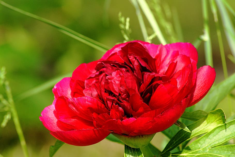 peony, red flower, light, hatching, flowering plant, fragility HD wallpaper