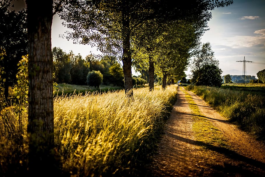 path, sunset, landscape, nature, sunlight, colorful, yellow HD wallpaper
