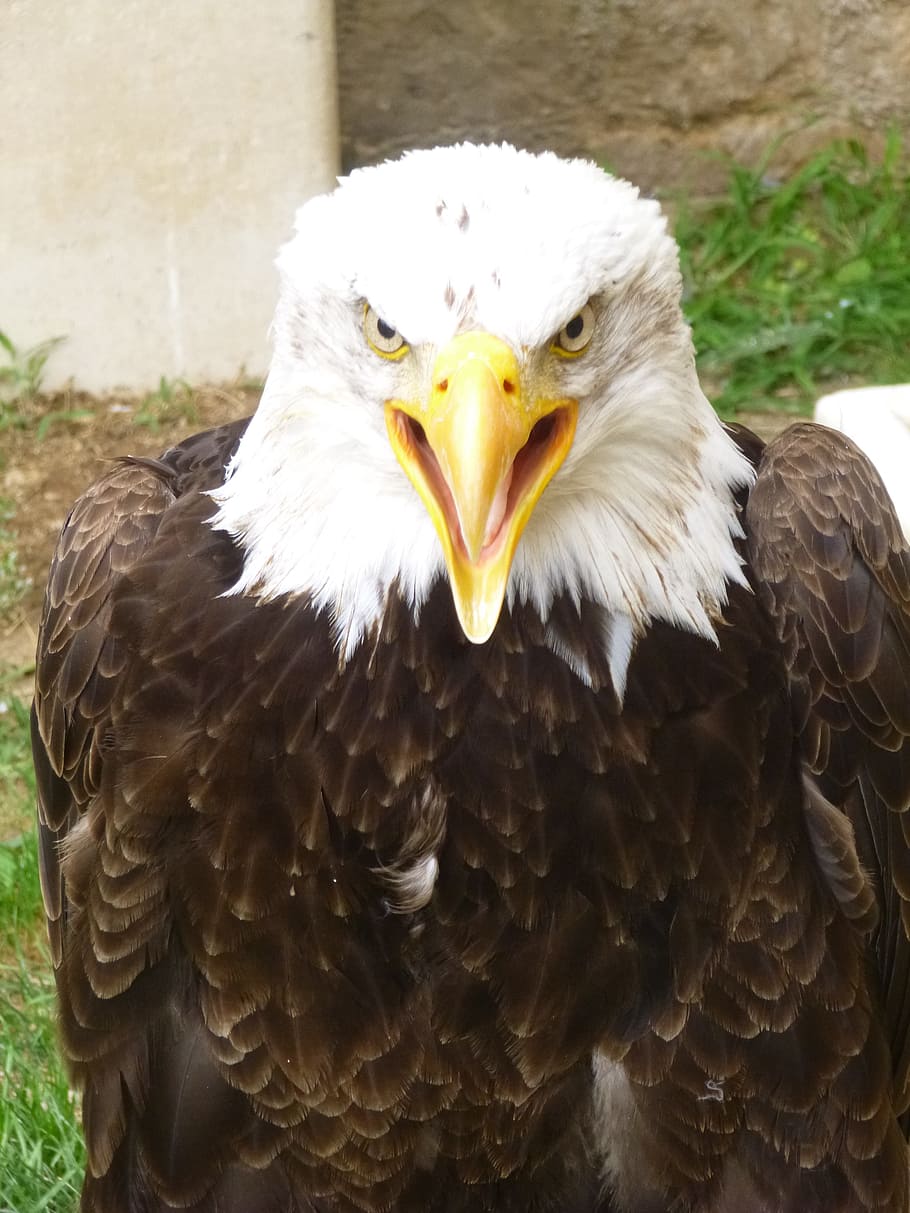 Bald Eagle, Predator, Bird, Fly, wings, feather, wildlife, beak HD wallpaper