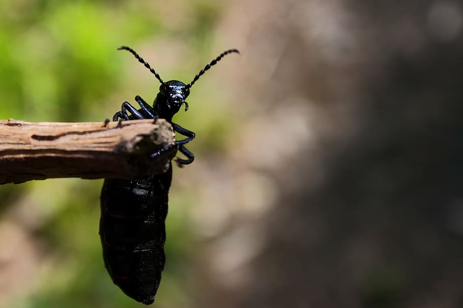 beetle, forest beetle, insect, black, nature, animal, wildlife HD wallpaper