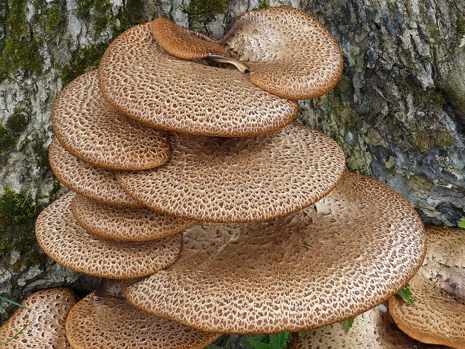 Fungi, Tree, Bark, Summer, Colors, close-up, stack, no people HD wallpaper