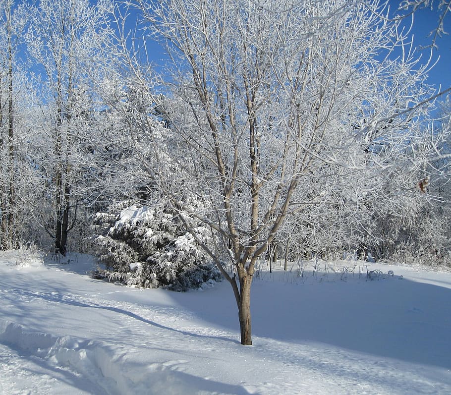 trees, season, white, cold, ice, snow, winter, frost, snowy HD wallpaper