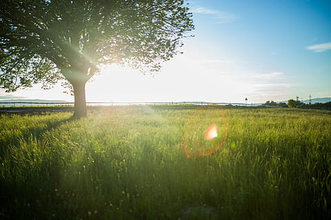 tree surrounded by grass field, sun, reflection, nature, plants HD wallpaper