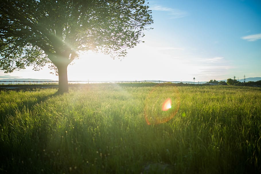 tree surrounded by grass field, sun, reflection, nature, plants HD wallpaper