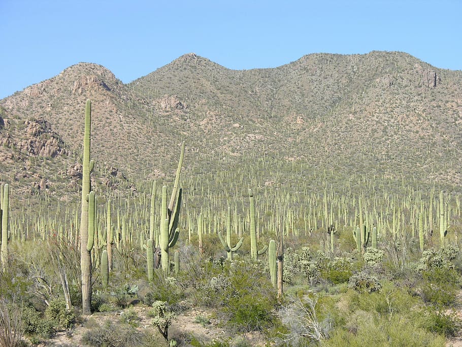desert, cactus, heat, nature, agriculture, mountain, plant HD wallpaper