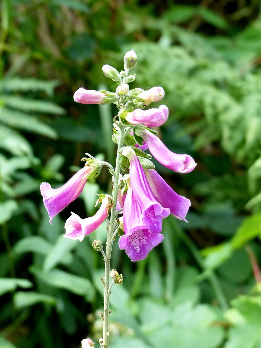 Thimble, Violet, Digitalis, frauenschuh, emetic, plantain greenhouse HD wallpaper