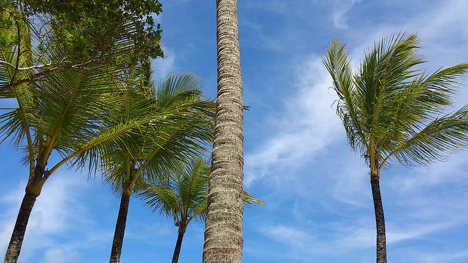 palms, wind, sky, clouds, brazil, nature, beach, tree, plant HD wallpaper