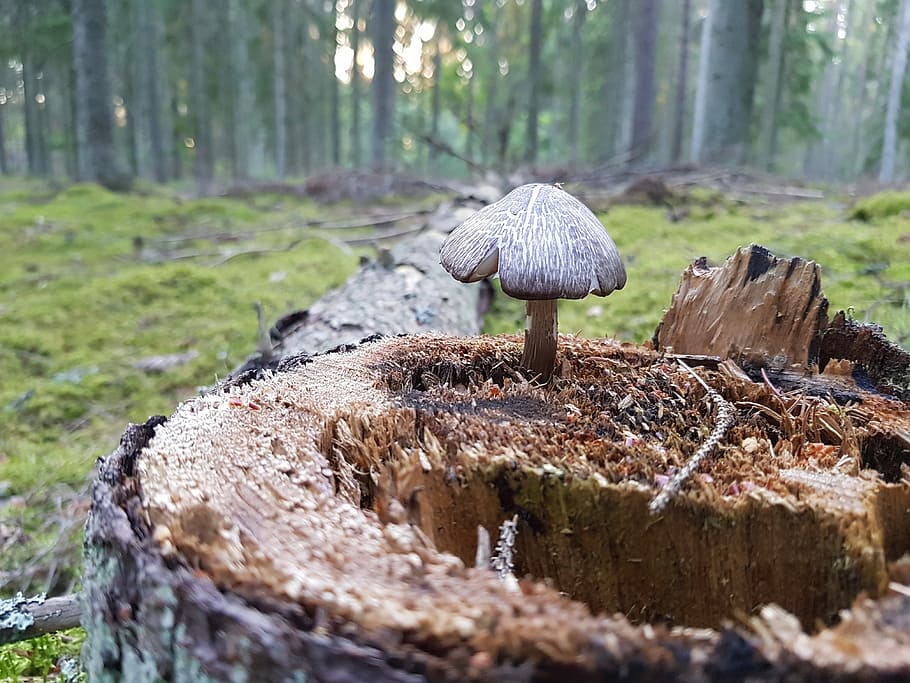 Mushroom, Forest, Stump, nature, day, no people, outdoors, fungus HD wallpaper