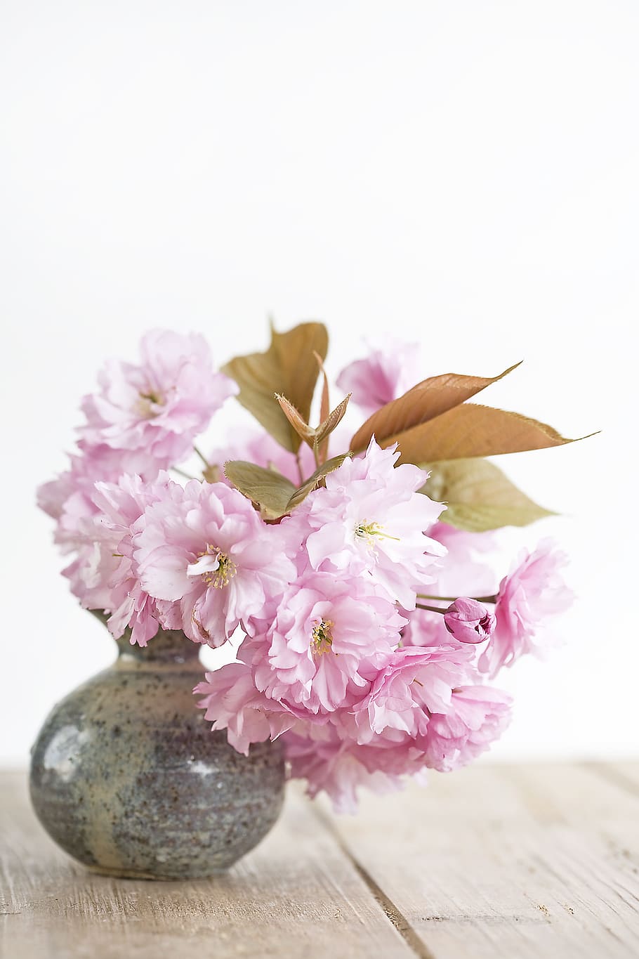 pink petaled flowers on gray-and-brown ceramic vase, flowering plant HD wallpaper