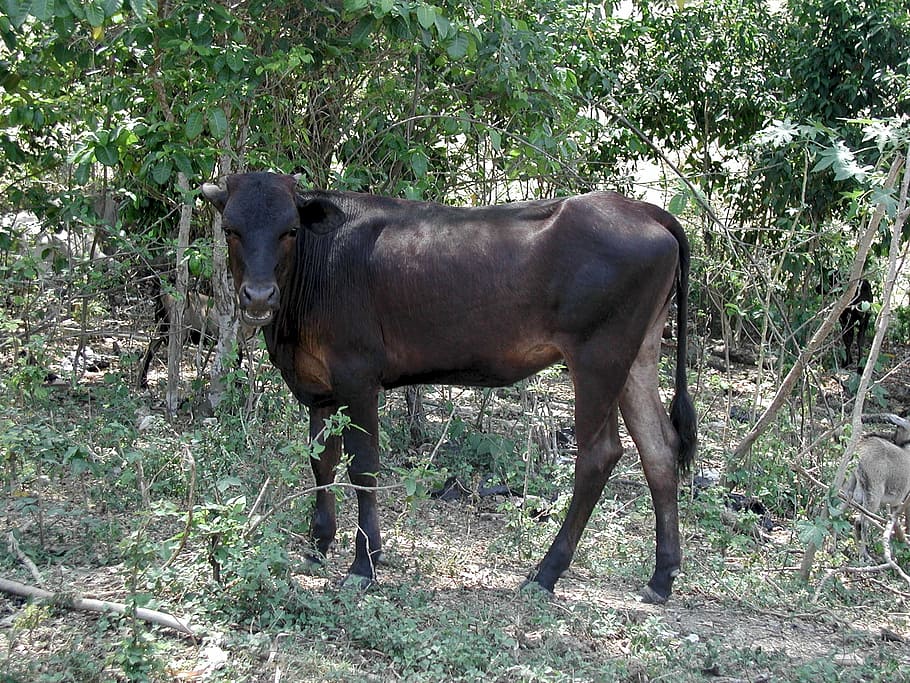 beef, animal, brown, cattle, nature, cow, farm, agriculture HD wallpaper