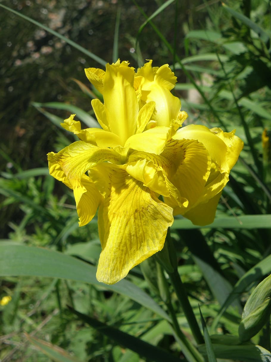 iris, yellow, flower, nature, plant, flowering plant, vulnerability HD wallpaper