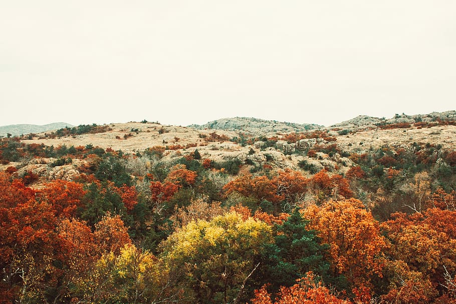 aerial view of trees, woodland, forest, fall, landscape, plant HD wallpaper
