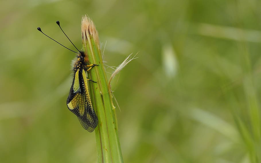 nature, insects, macro, ascalaphe, animal, animal wildlife HD wallpaper