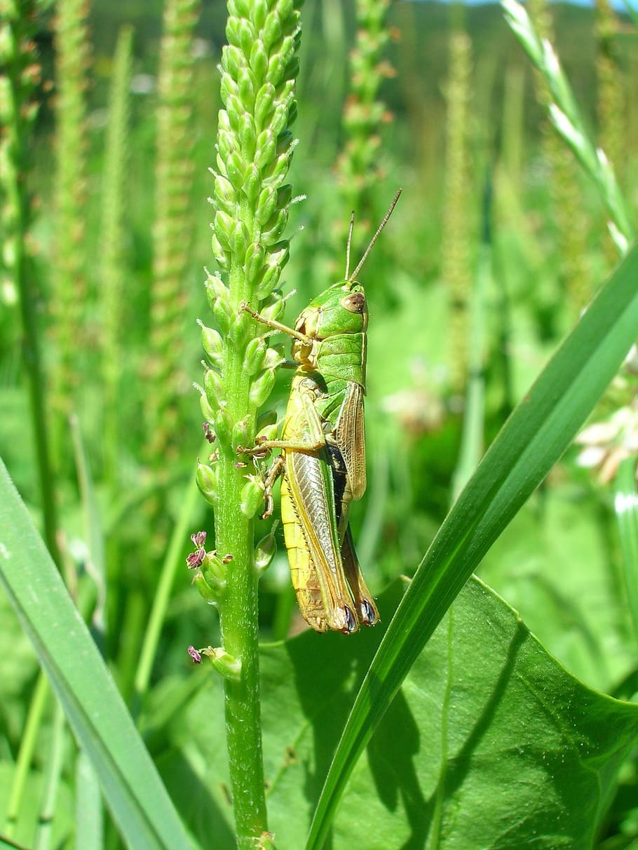 A Male Grasshopper Background Images, HD Pictures and Wallpaper For Free  Download | Pngtree