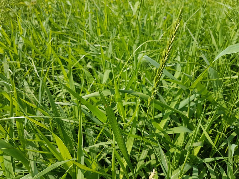 Grass, Meadow, Nature, green color, full frame, backgrounds HD wallpaper